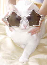 cats & xmas ollie website cats & xmas ollie website
