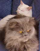 cats and house 2006 022